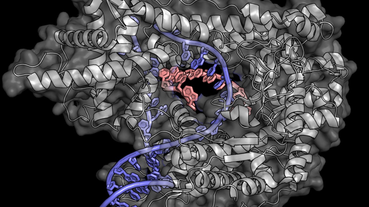 Image Credit: Litvinanna - CC BY-SA 4.0/Wiki Commons