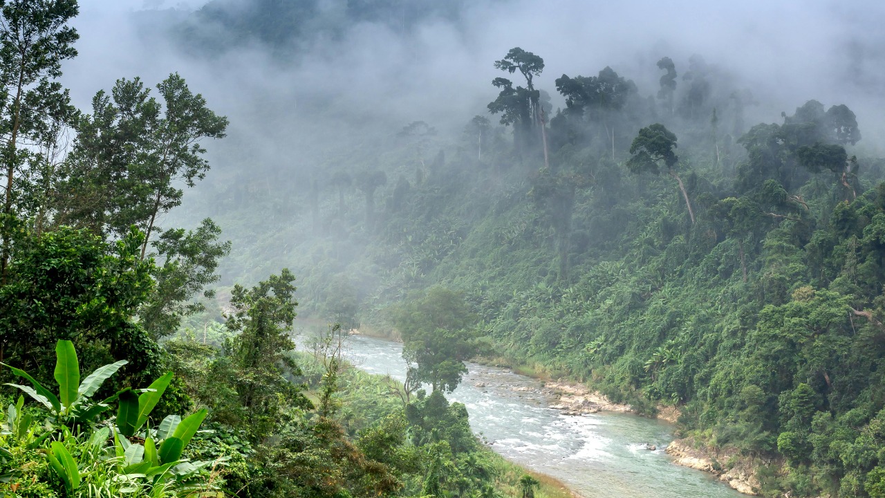 Study finds African rainforests now emit more carbon than they absorb