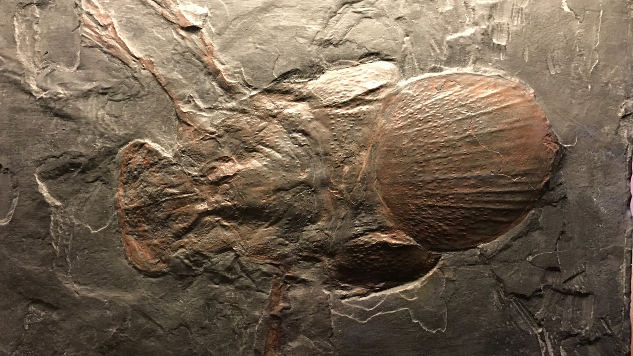 Image Credit: U.Name.Me - CC BY-SA 4.0/Wiki Commons