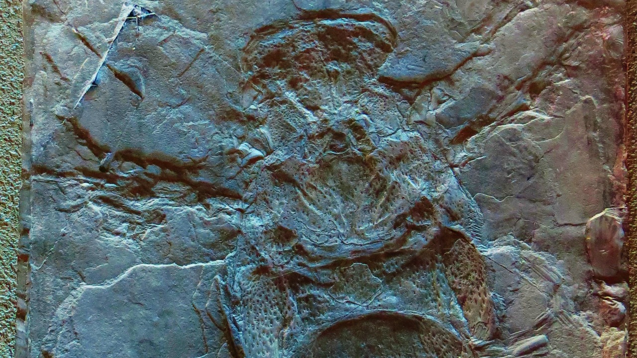 Image Credit: Ghedoghedo - CC BY-SA 3.0/Wiki Commons