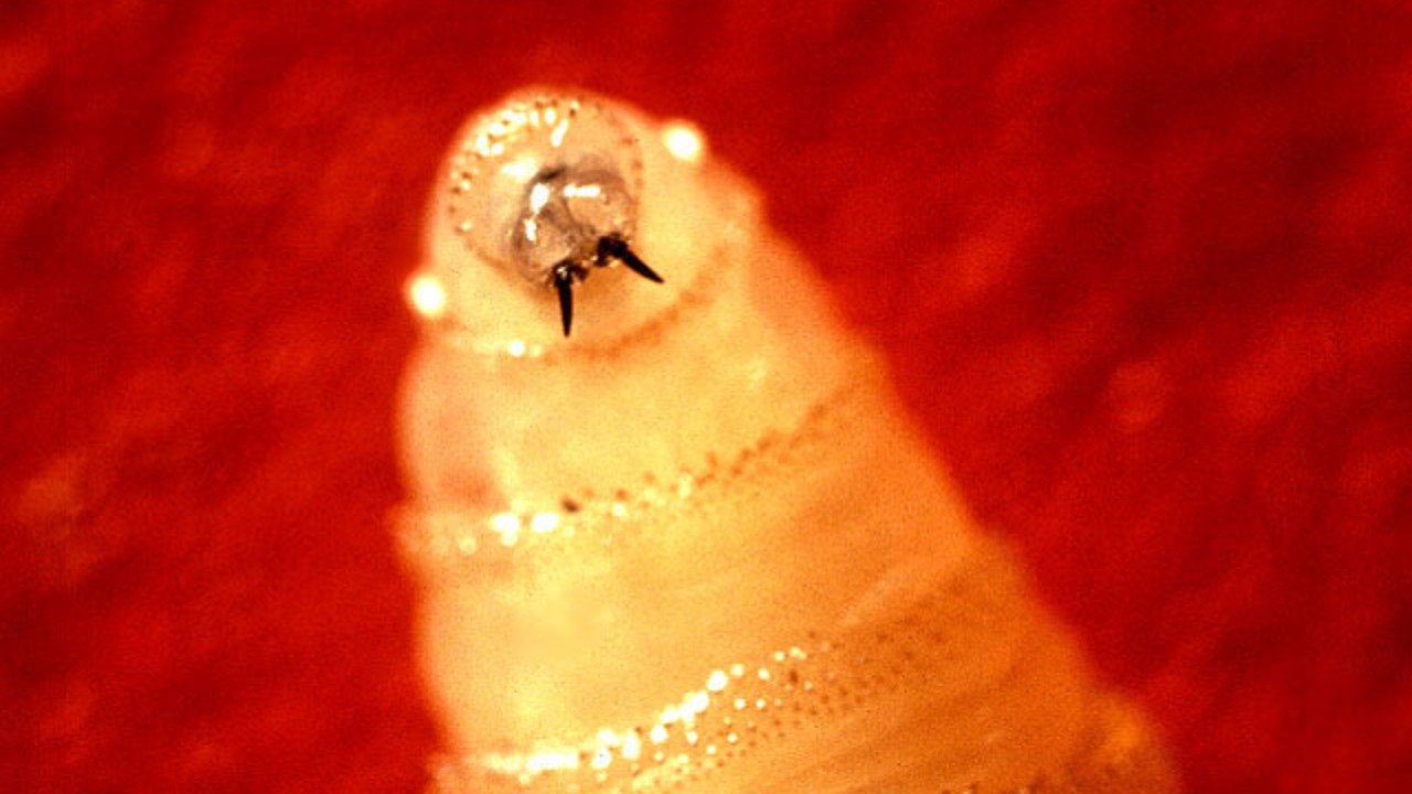 Image Credit: John Kucharski - Public domain/Wiki Commons