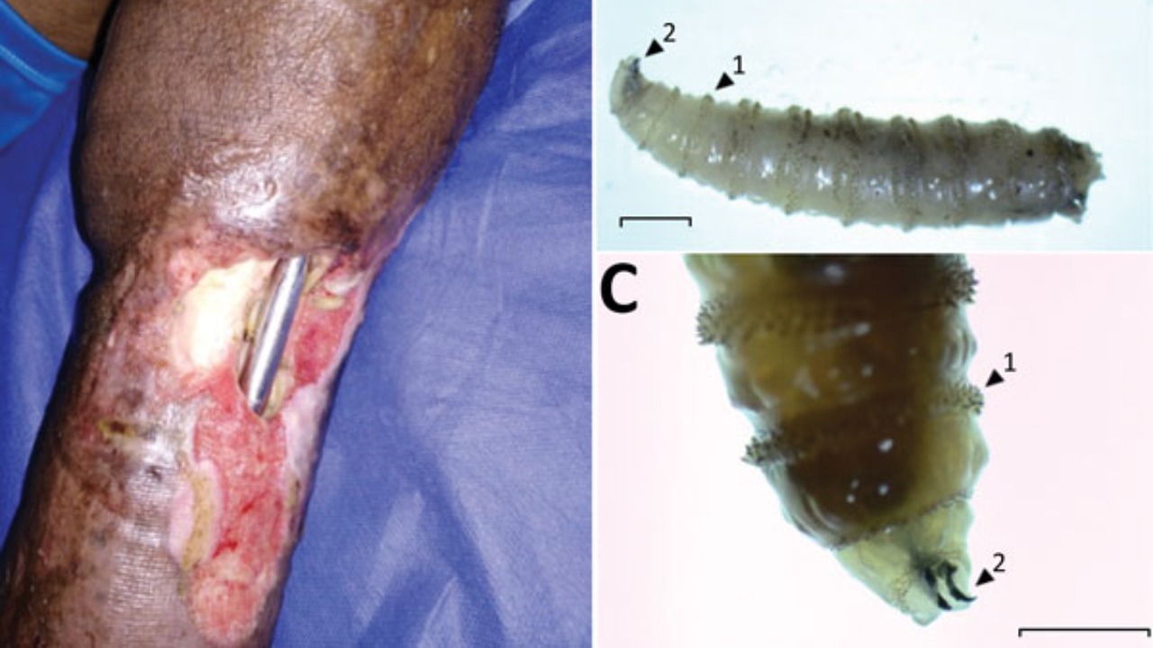 Image Credit: Various - Public domain/Wiki Commons