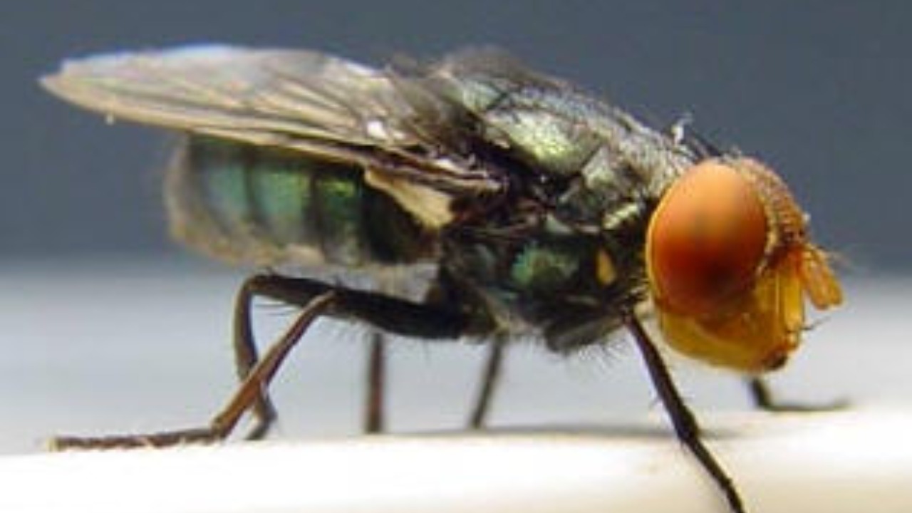 Image Credit: The Mexican-American Commission for the Eradication of the Screwworm - Public domain/Wiki Commons