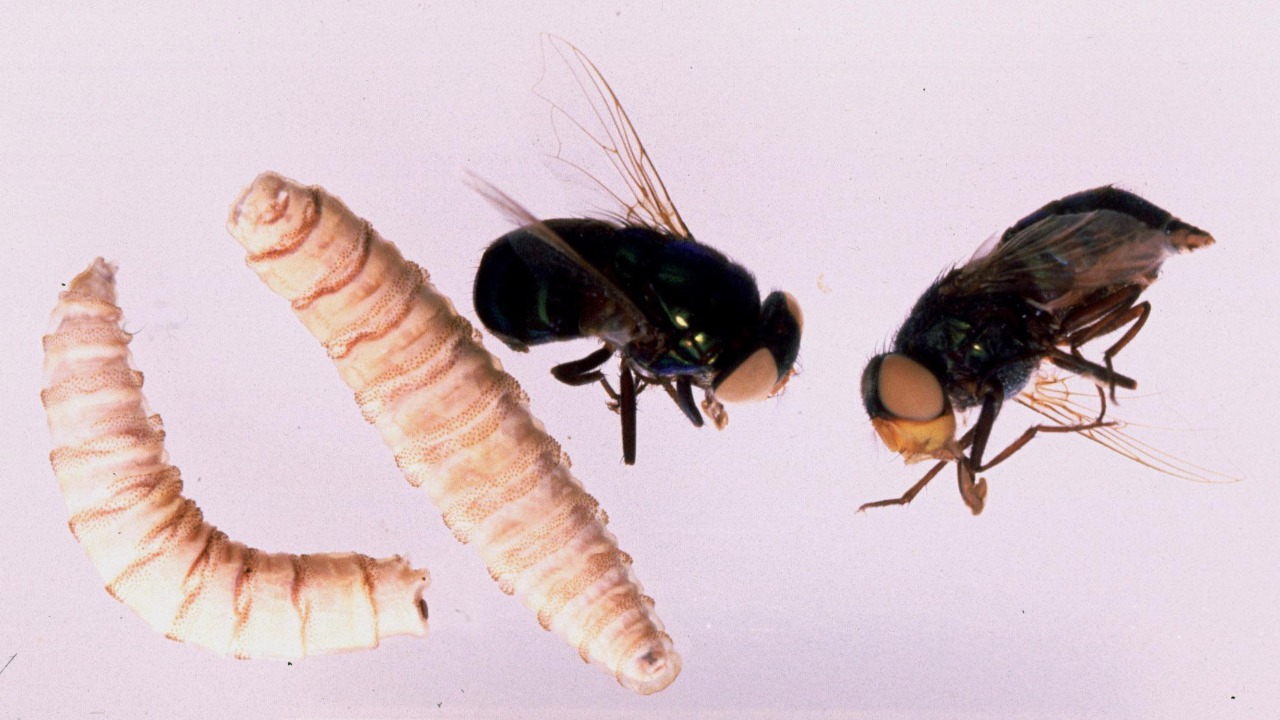 Image Credit: Alan R Walker - CC BY-SA 3.0/Wiki Commons