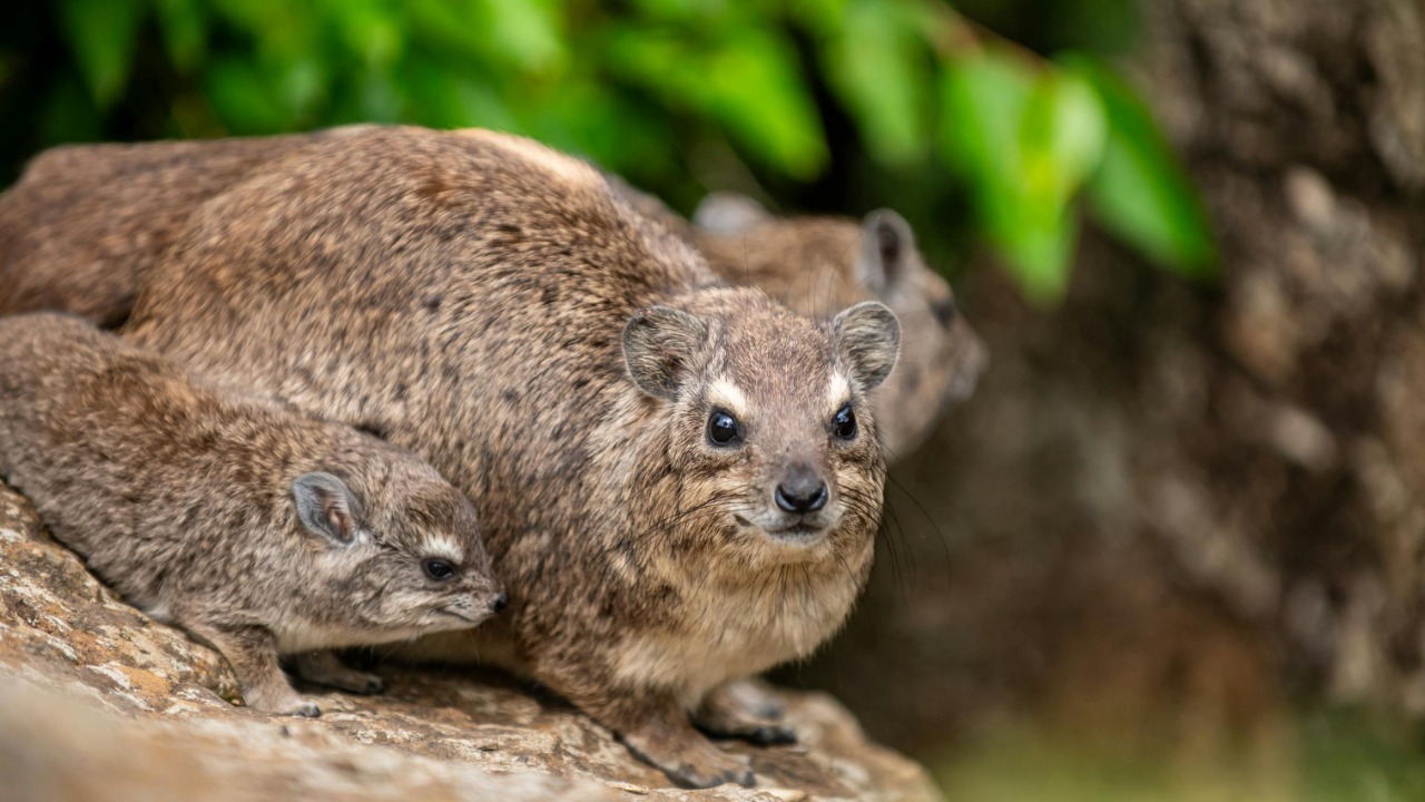 Collines Omondi/Pexels