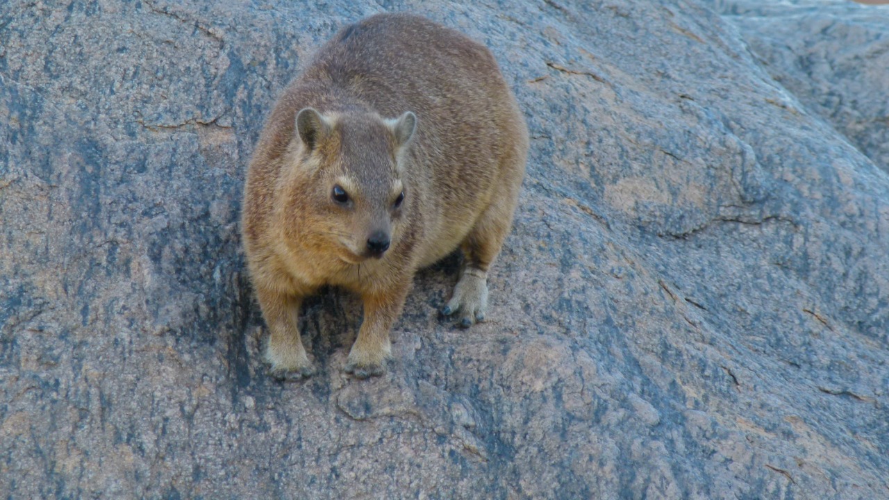 Image Credit: Bernard DUPONT from FRANCE - CC BY-SA 2.0/Wiki Commons