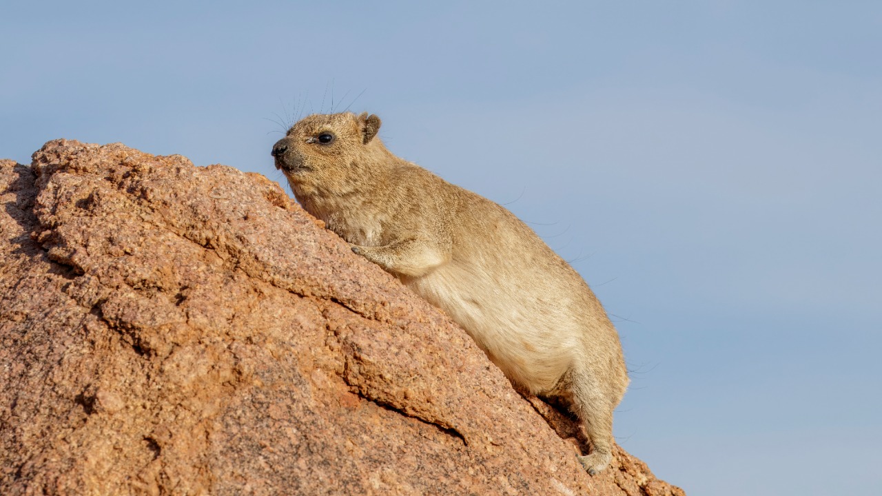 Image Credit: Charles J. Sharp - CC BY-SA 4.0/Wiki Commons