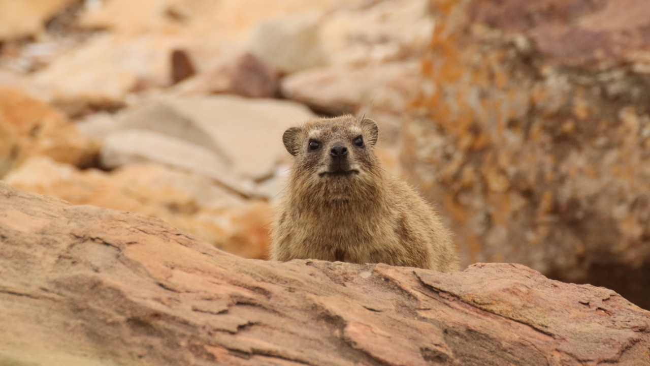 Ryan Lansdown/Pexels