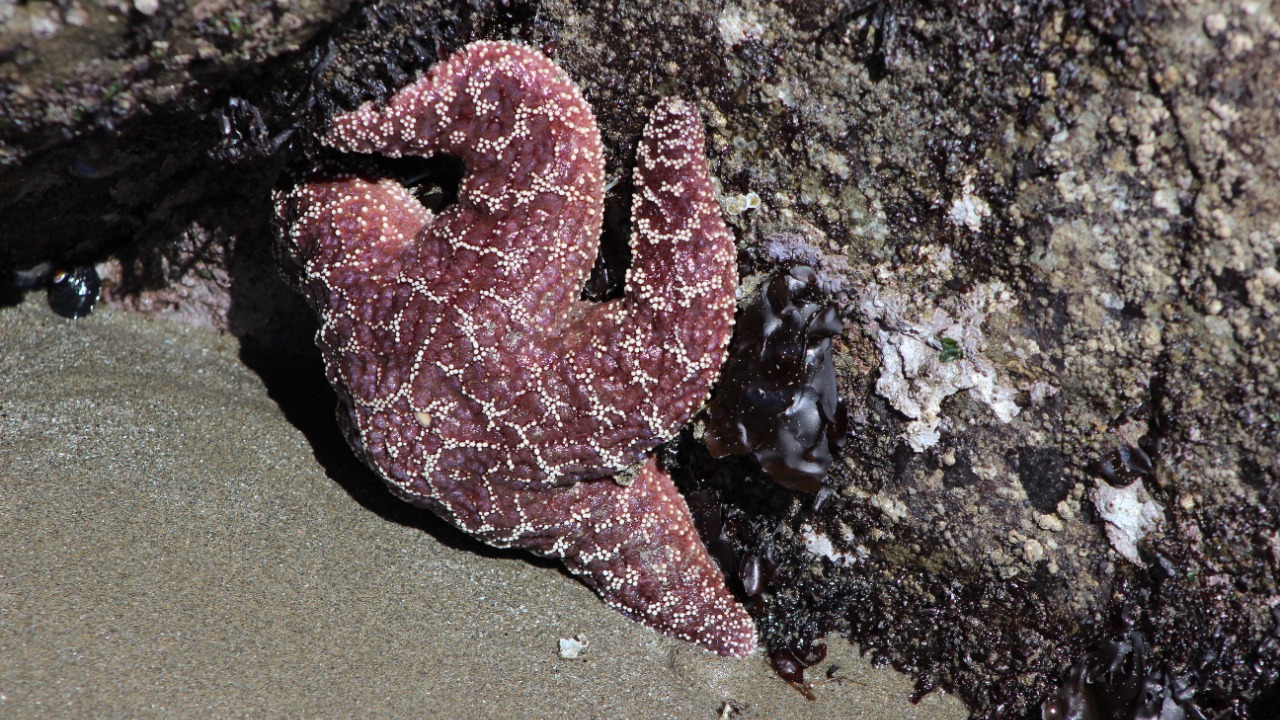 Image Credit: LittleLeafSheep - CC BY 4.0/Wiki Commons