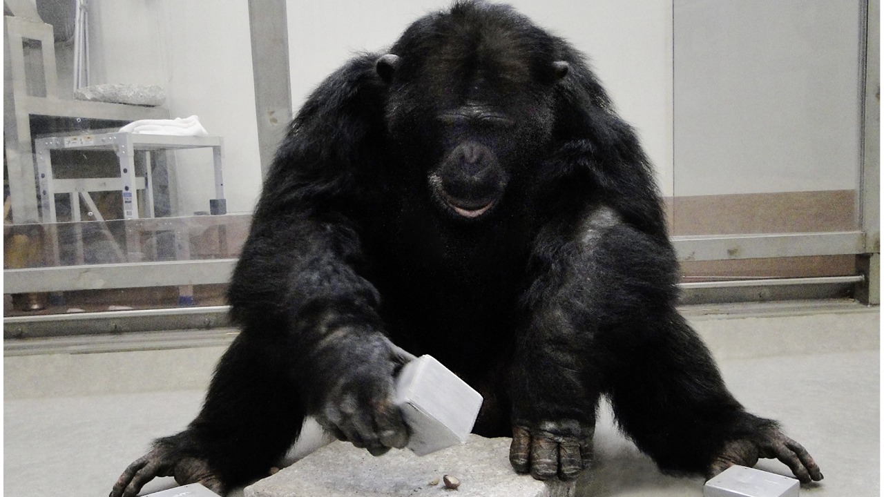 Image Credit: Cornelia Schrauf, Josep Call, Koki Fuwa and Satoshi Hirata - CC BY-SA 2.5/Wiki Commons