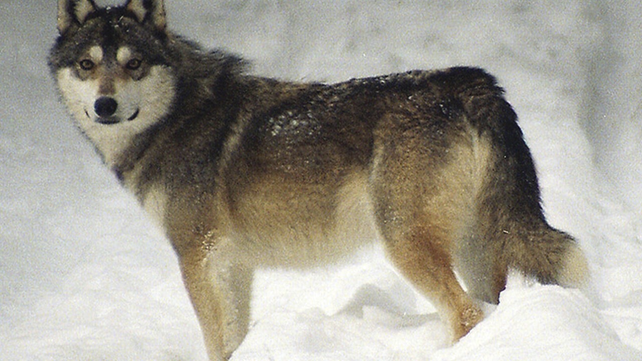 Image Credit: Maris Hindrikson et al - CC BY 3.0/Wiki Commons