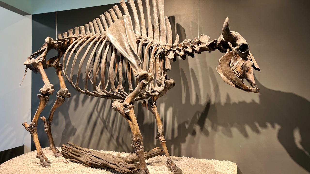 Image Credit: Nikhil Iyengar - CC BY-SA 4.0/Wiki Commons