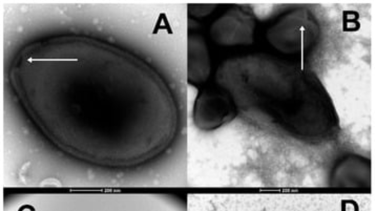 Image Credit: unknown - CC BY 4.0/Wiki Commons