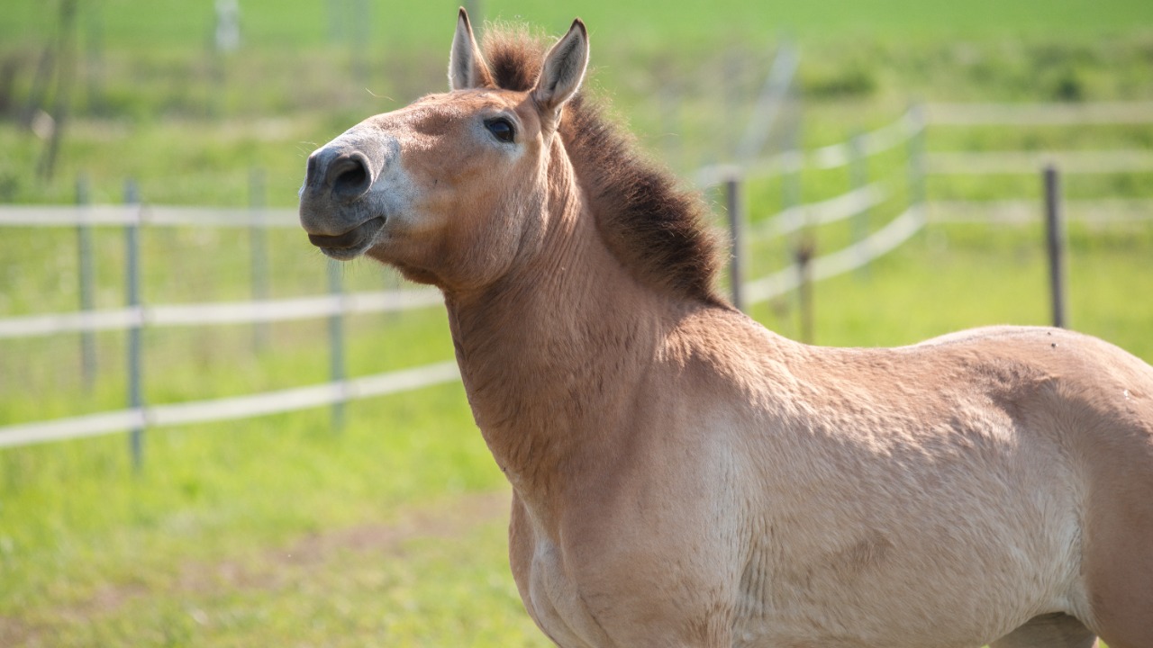 Image Credit: PtrQs - CC BY-SA 4.0/Wiki Commons