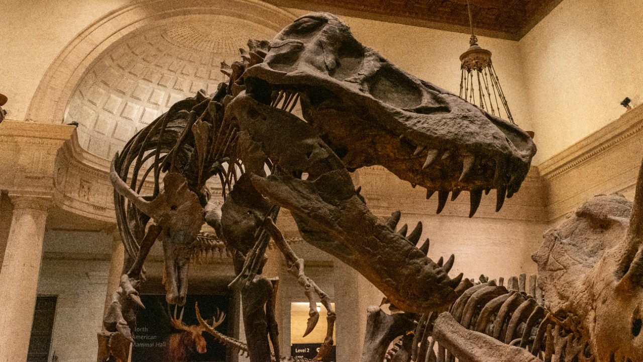 Allan Ramirez/Pexels