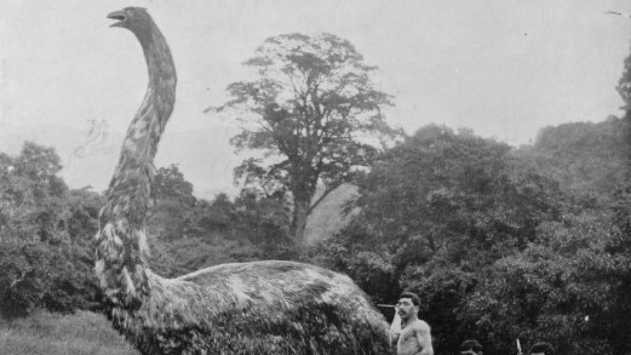 Image Credit: Augustus Hamilton - Public domain/Wiki Commons