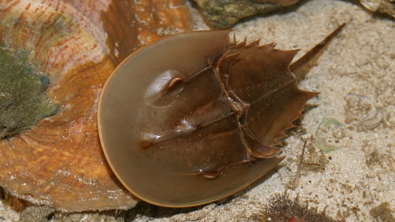 Image Credit: Hans Hillewaert - CC BY-SA 4.0/Wiki Commons