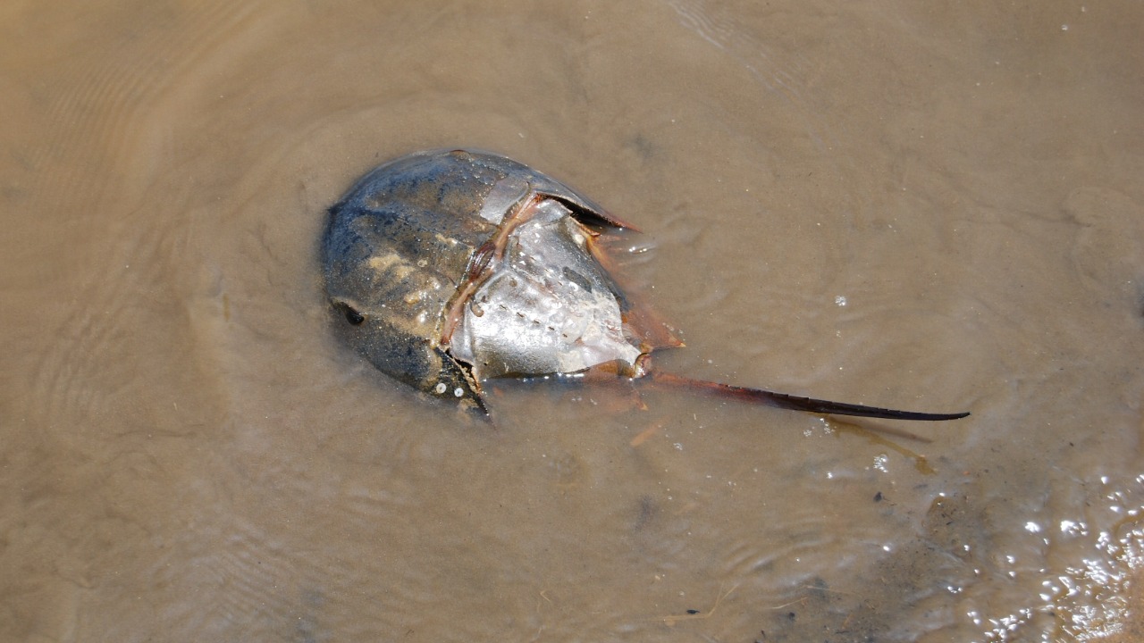 Image Credit: Chris Howard from USA - CC BY-SA 2.0/Wiki Commons