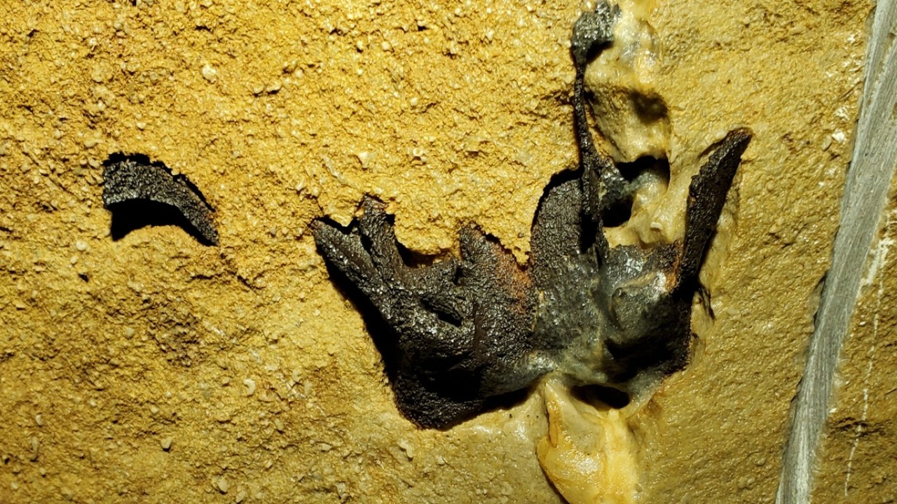 Image Credit: NPS Photo - Public domain/Wiki Commons