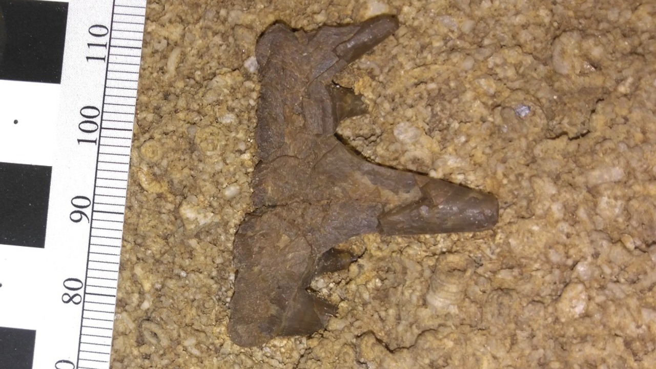 Image Credit: NPS Photo - Public domain/Wiki Commons