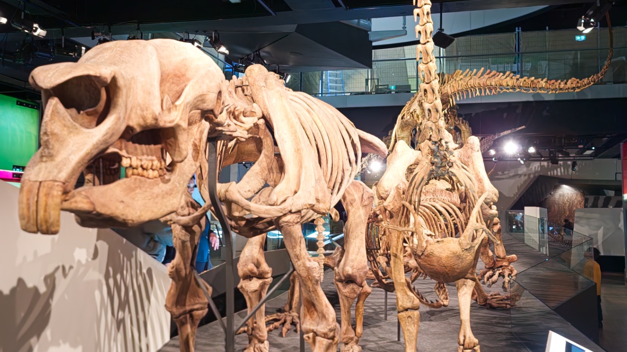 Image Credit: David Jackmanson - CC BY 4.0/Wiki Commons