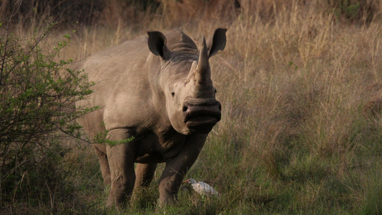 Chané Timmerman/Pexels