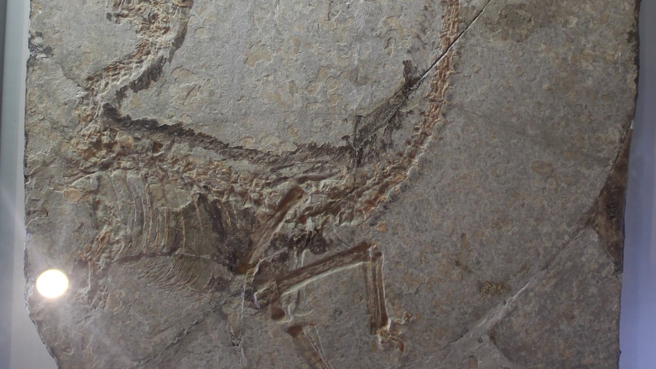 Image Credit: Jonathan Chen - CC BY-SA 4.0/Wiki Commons