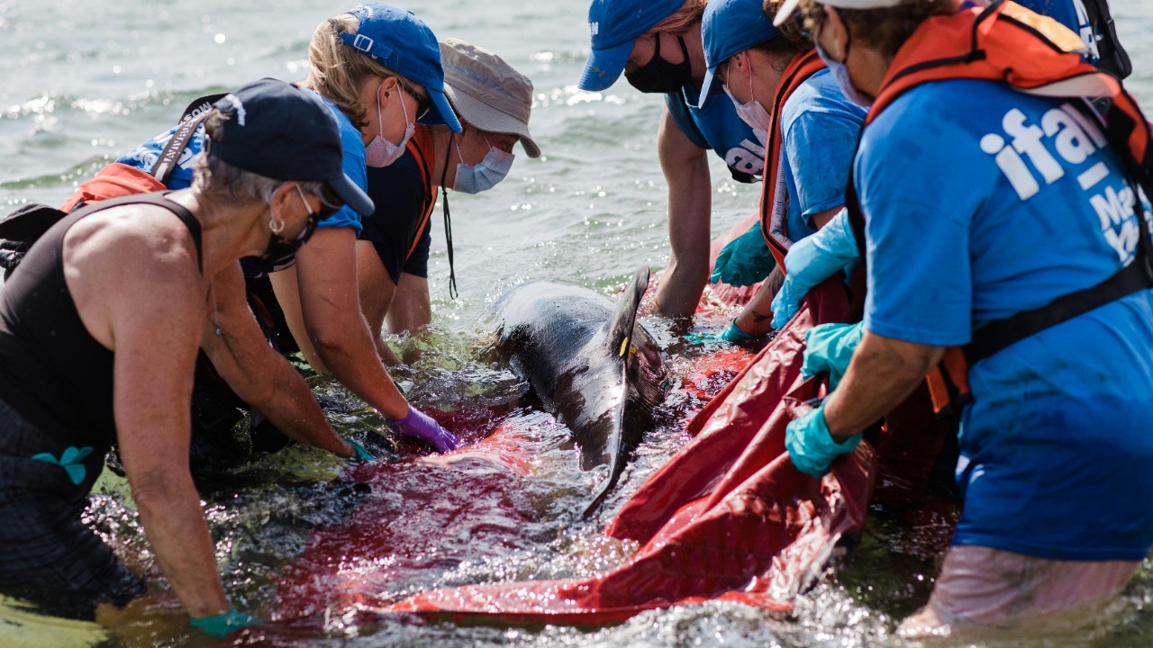 International Fund for Animal Welfare/Pexels