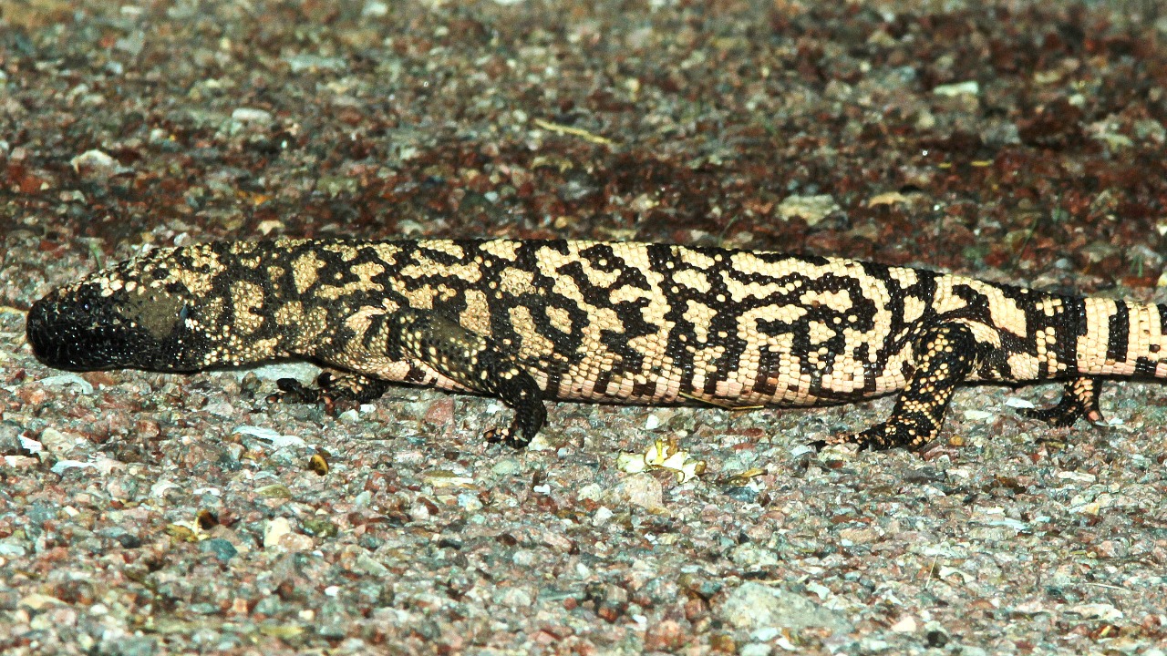 Image Credit: ALAN SCHMIERER - CC0/Wiki Commons