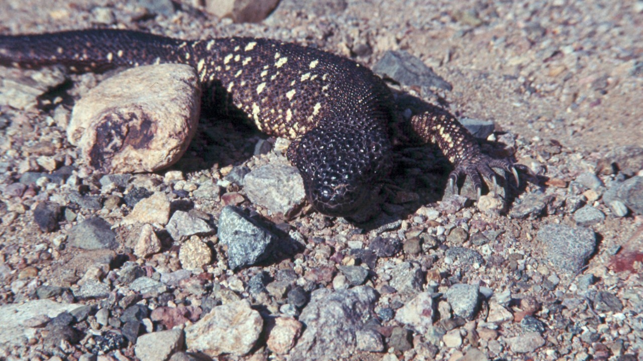 Image Credit: Garst, Warren, 1922-2016, photographer - CC BY-SA 4.0/Wiki Commons