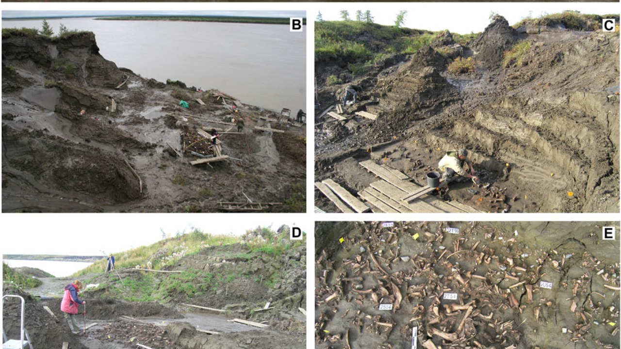 Image Credit: Pitulko VV and Pavlova EY (2022) Structural Properties of Syngenetic Ice-Rich Permafrost, as Revealed by Archaeological Investigation of the Yana Site Complex (Arctic East Siberia, Russia): Implications for Quaternary Science . Front. Earth Sci. 9:744775. doi: 10.3389/feart.2021.744775 - CC BY-SA 4.0/Wiki Commons