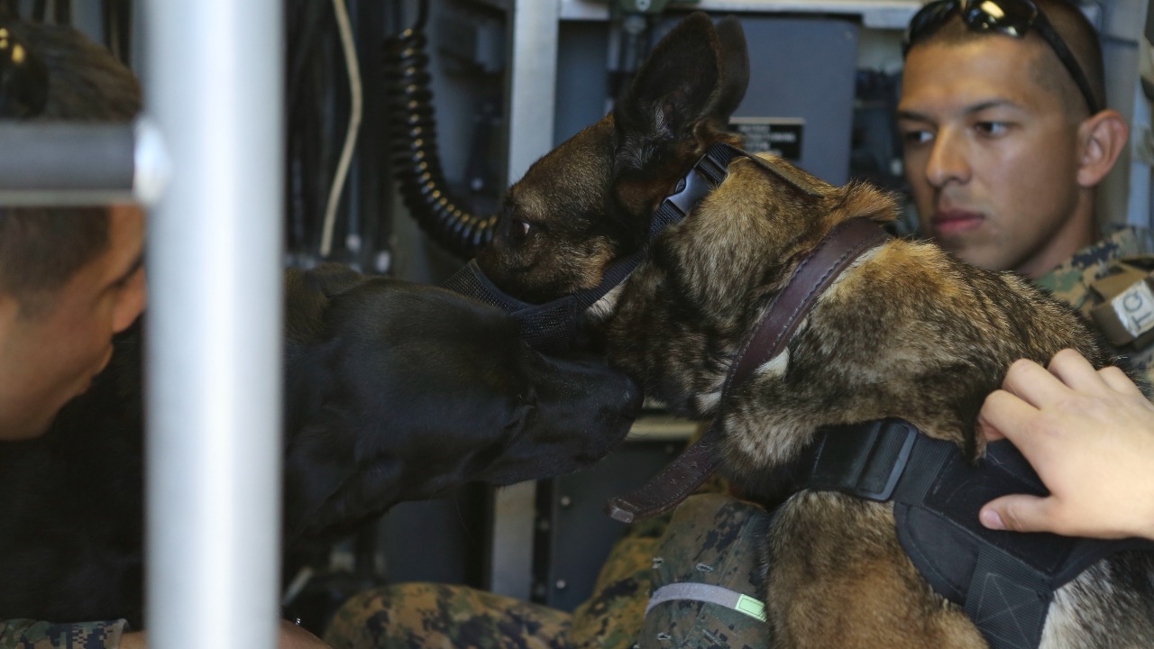 Image Credit: Lance Cpl. April Price - Public domain/Wiki Commons