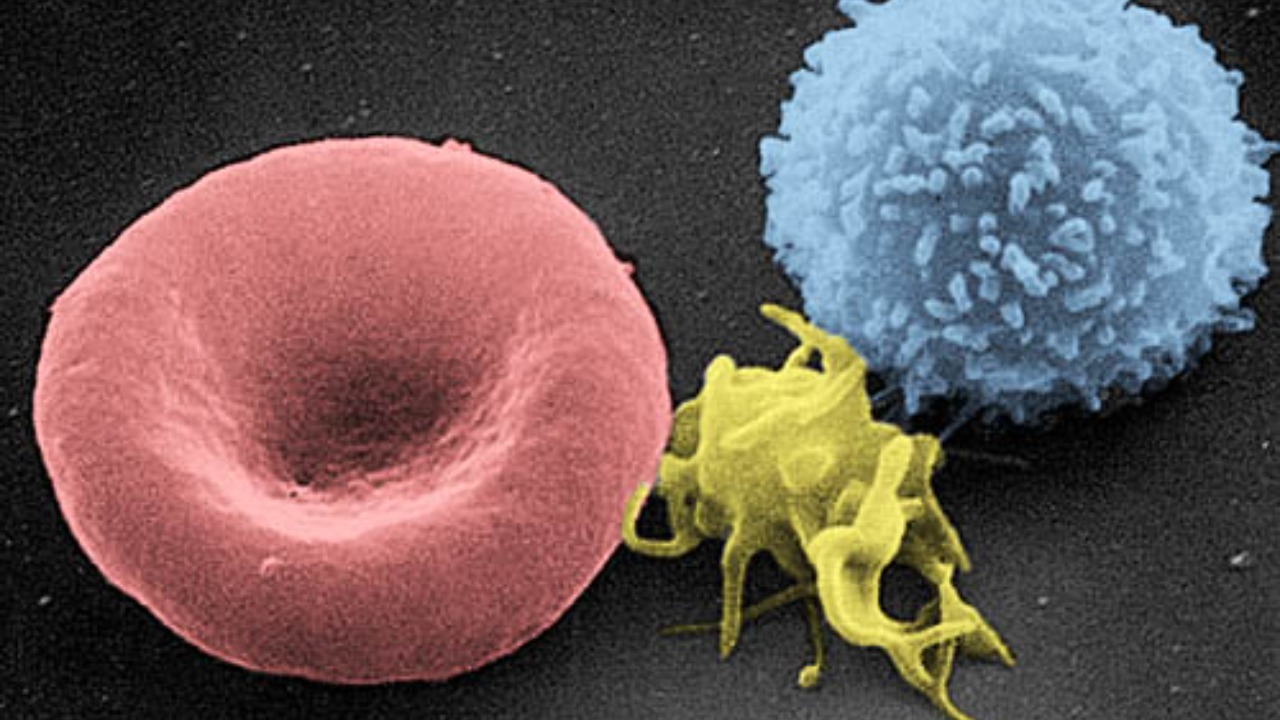 Image Credit: Electron Microscopy Facility at The National Cancer Institute at Frederick (NCI-Frederick) - Public domain/Wiki Commons