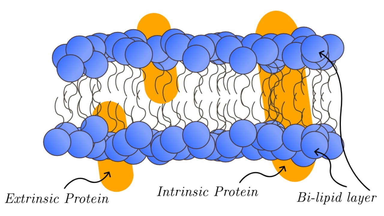 Image Credit: Blackout Sea - CC0/Wiki Commons