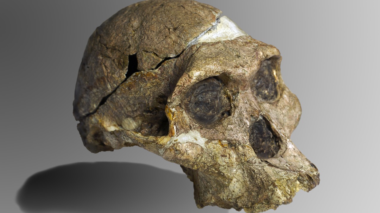 Image Credit: José Braga; Didier Descouens - CC BY-SA 4.0/Wiki Commons