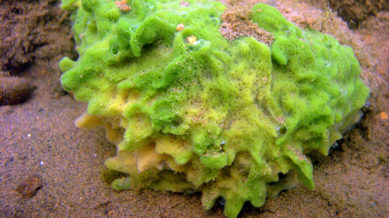 Image Credit: Kirt L. Onthank - CC BY-SA 3.0/Wiki Commons