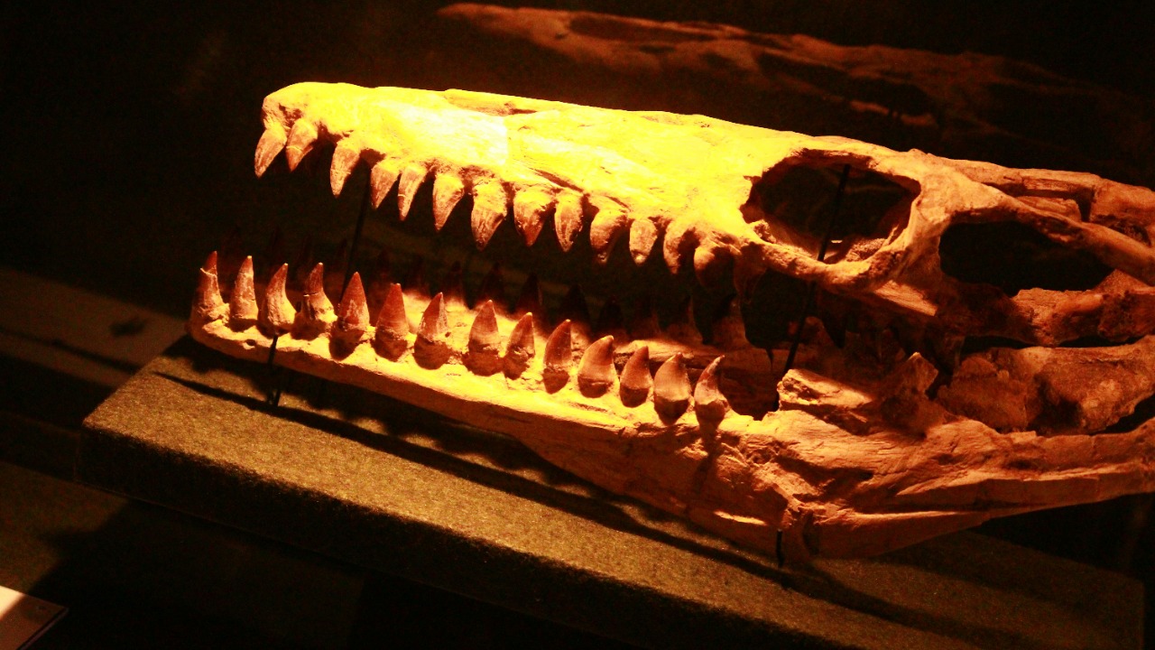 iamblondfox/Unsplash