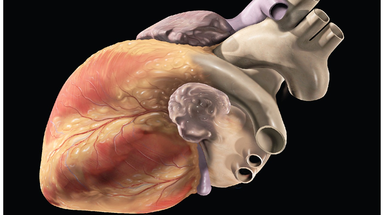 Image Credit: OpenStax Anatomy and Physiology - CC BY 4.0/Wiki Commons