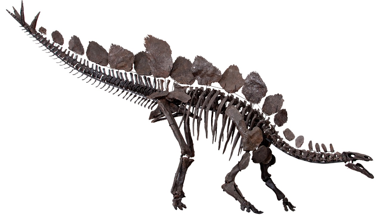 Image Credit: Susannah Maidment et al. & Natural History Museum, London - CC BY 4.0/Wiki Commons