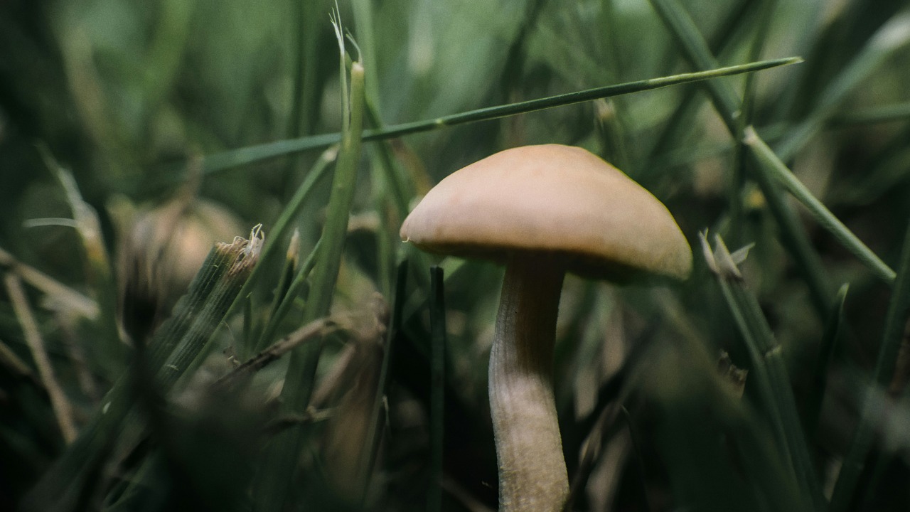 wjosiahv/Unsplash