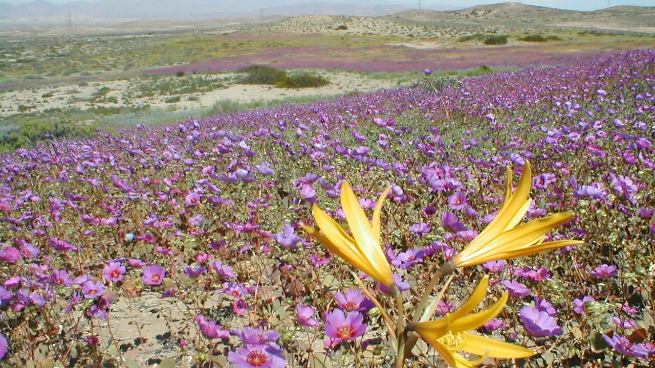Image Credit: Javier Rubilar - CC BY-SA 2.0/Wiki Commons