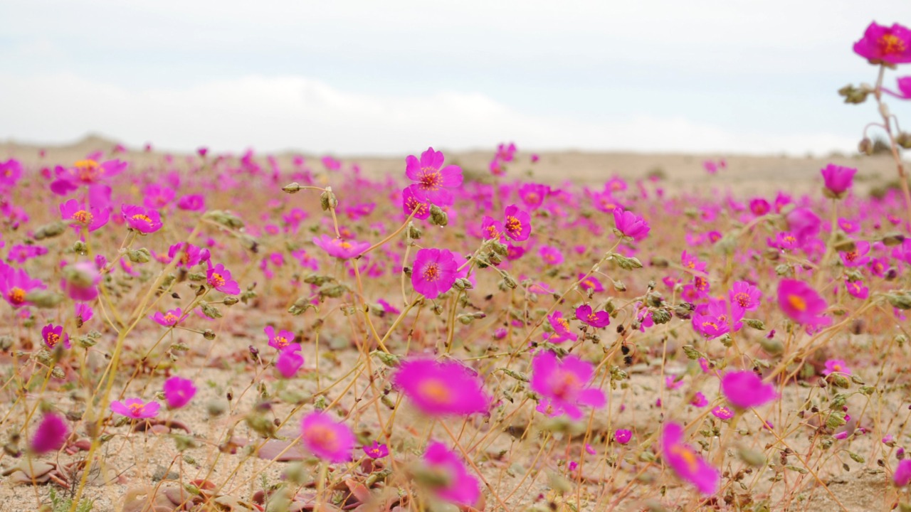 Image Credit: Joselyn Anfossi Mardones from Chiguayante, Chile. - CC BY 2.0/Wiki Commons