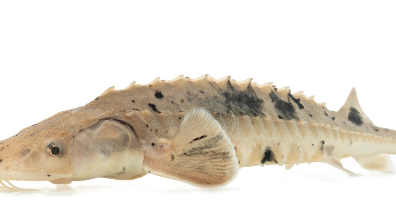 Lake Sturgeon — Image Credit: USFWS Mountain-Prairie - Public domain/Wiki Commons