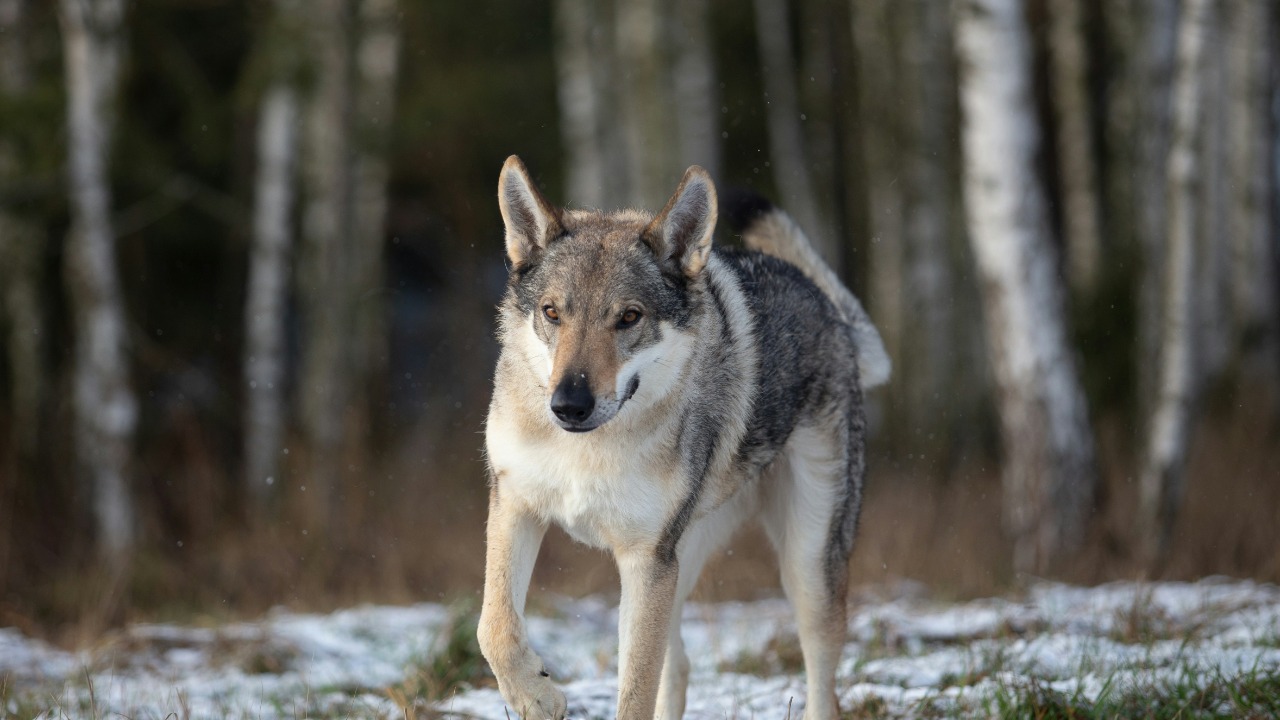 wildspirit/Unsplash