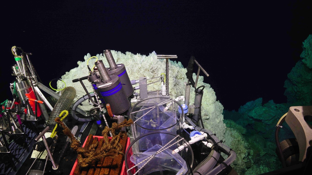 Image Credit: “Susan Lang, U. of SC. / NSF / ROV Jason / 2018 © Woods Hole Oceanographic Institution.” - CC BY-SA 4.0/Wiki Commons