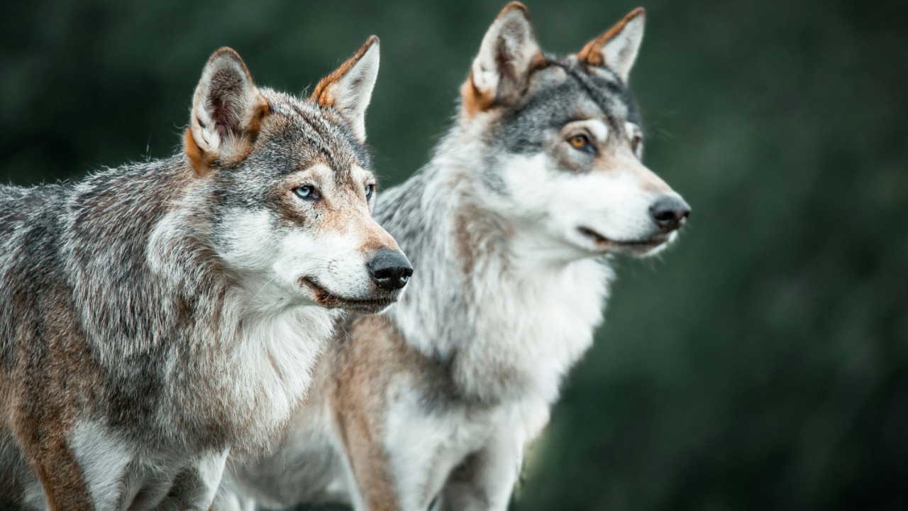 fridalannerstrom/Unsplash