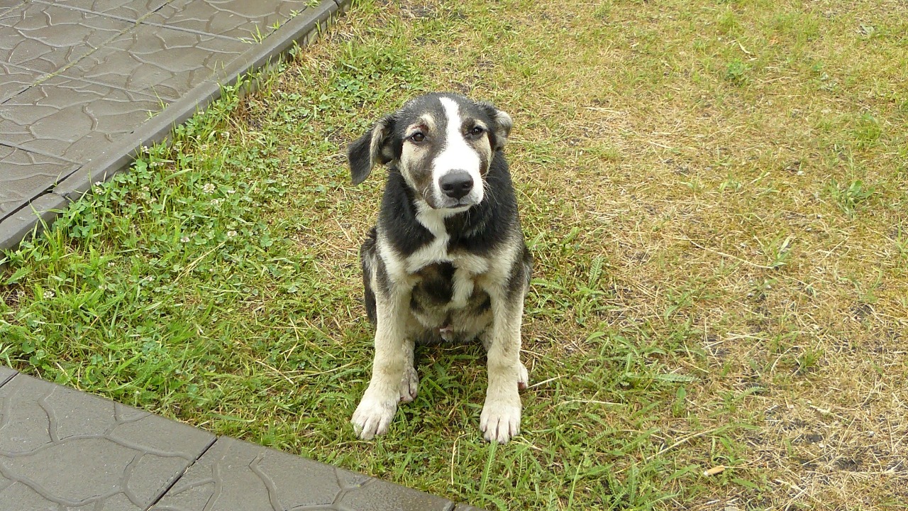 Image Credit: Jbuket - CC BY-SA 3.0/Wiki Commons