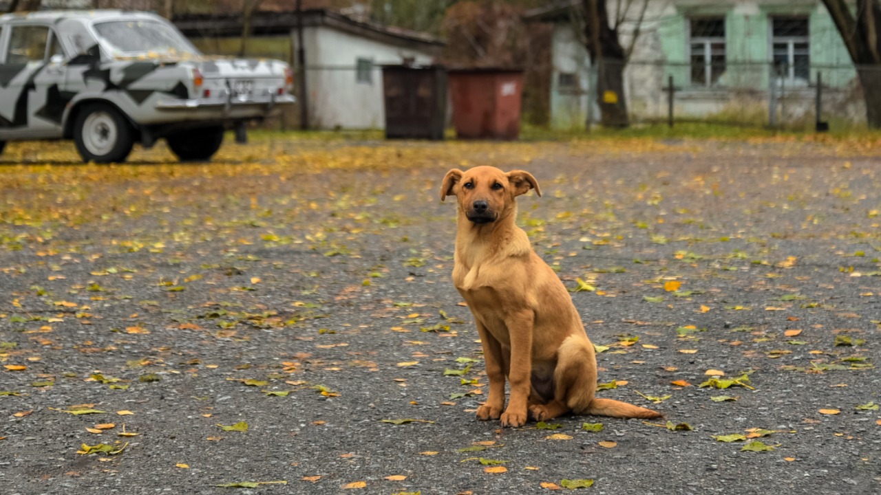 Image Credit: Jorge Franganillo from Barcelona, Spain - CC BY 2.0/Wiki Commons
