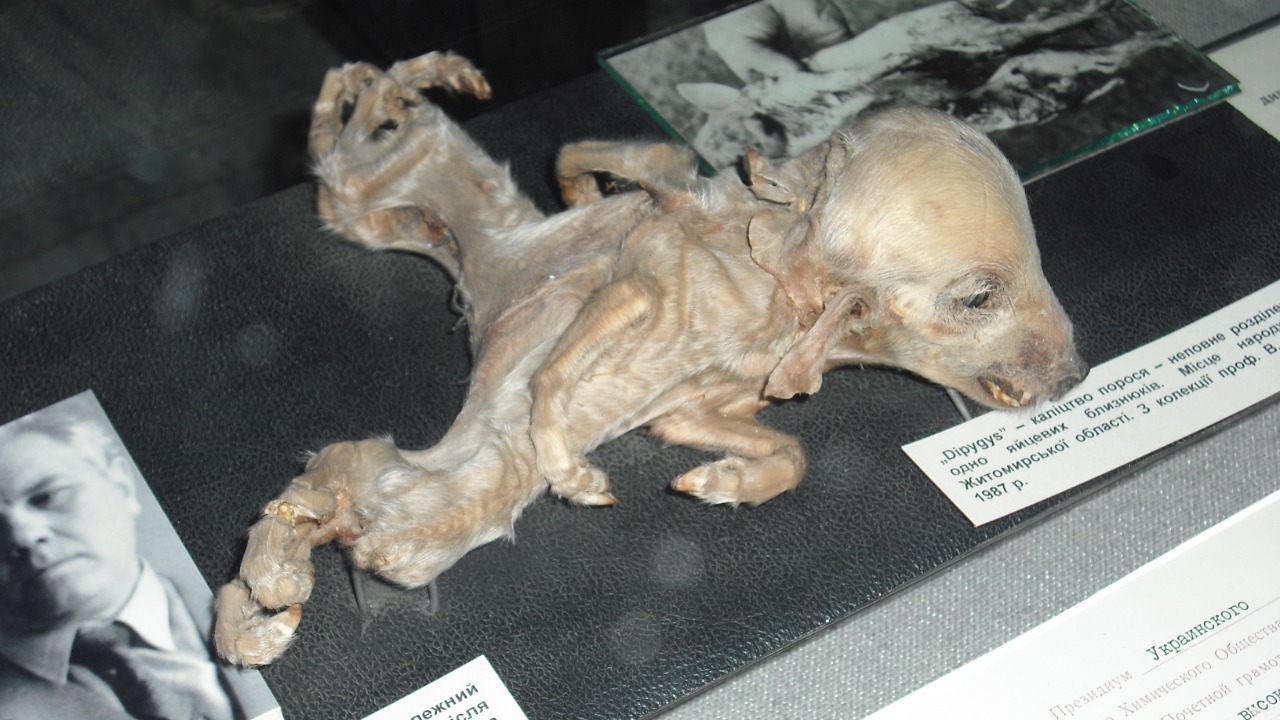 Image Credit: Vincent de Groot - http://www.videgro.net - CC BY-SA 4.0/Wiki Commons