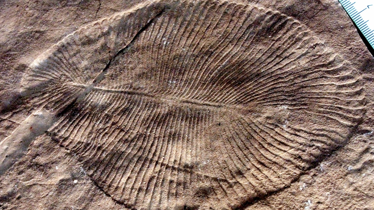 Image Credit: Verisimilus at English Wikipedia - CC BY 2.5/Wiki Commons